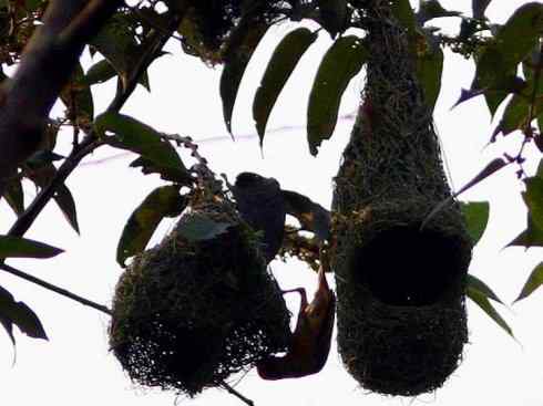 家禽驯化之源之二十四