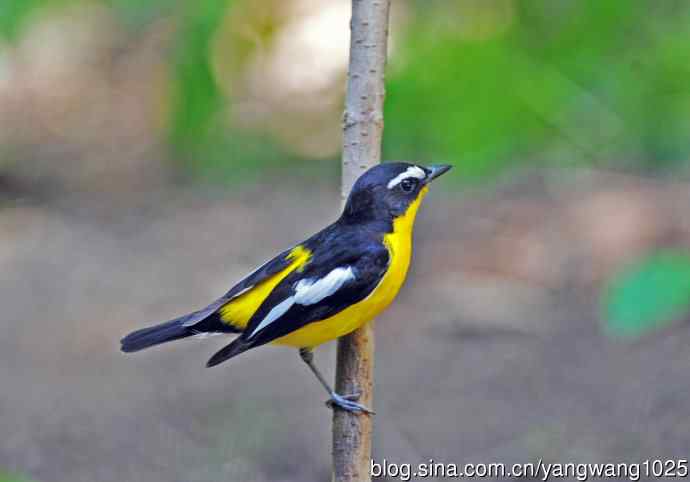 雄性白眉姬鹟（2）