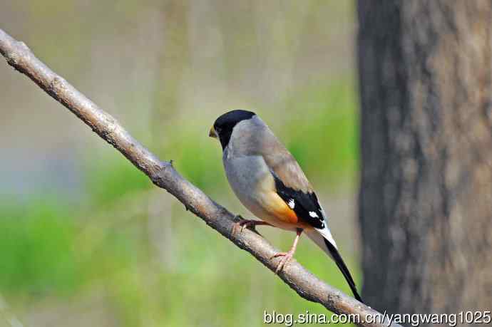 雄性黑尾蜡嘴雀（1）