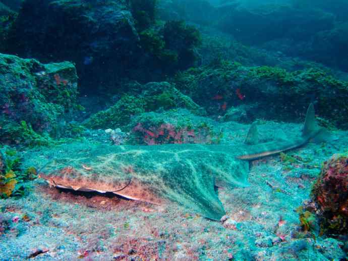 鱼类活化石：魔鬼鲨