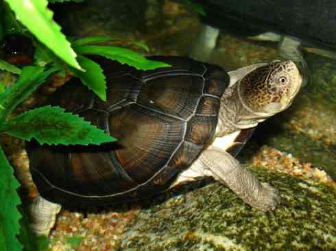 玄武：传说的兽原型探秘（侧颈龟类）