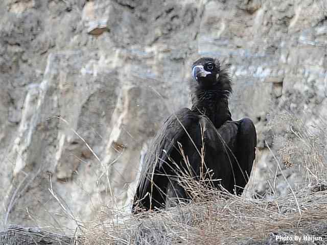 峡谷中沐浴阳光的秃鹫