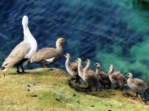 白头鸟系列：另类的美丽（斑胁草雁）