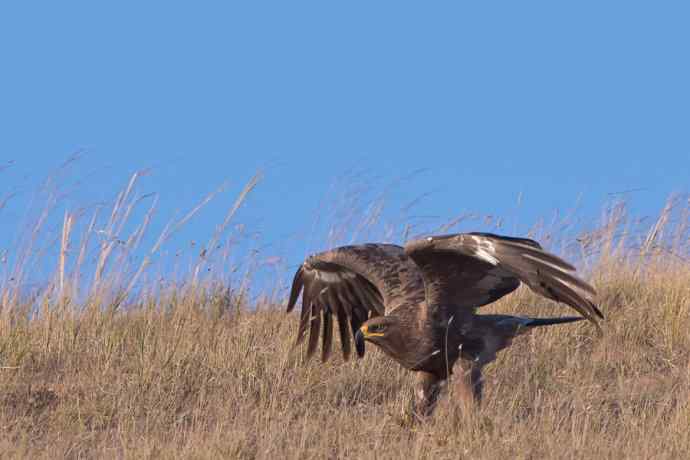 瞬间起飞的草原雕