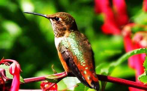 猎奇:十大奇异鸟类之四 猎奇:十大奇异鸟类之四