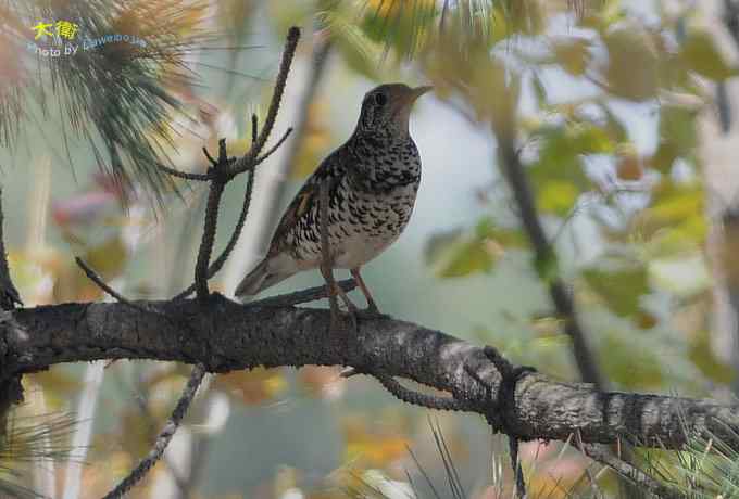 二鸫献寿：虎斑地鸫和宝兴歌鸫