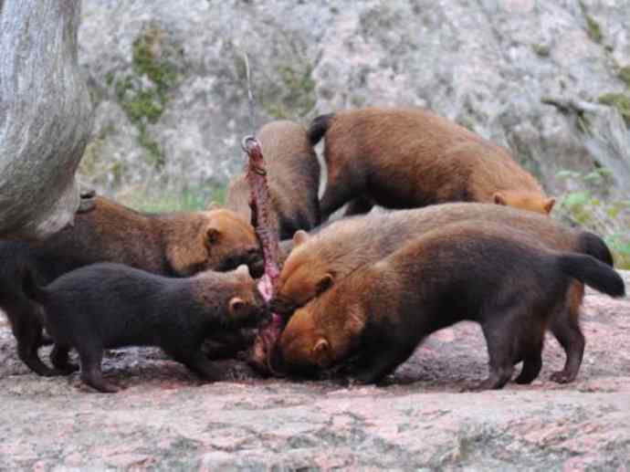 犬科：薮犬亚科薮犬属之薮犬