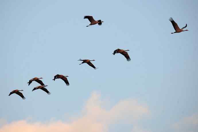 美丽的野鸭湖 美丽的野鸭湖