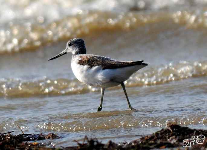 官厅水库&nbsp;wbr路&nbsp;wbr鹤鹬和青脚鹬
