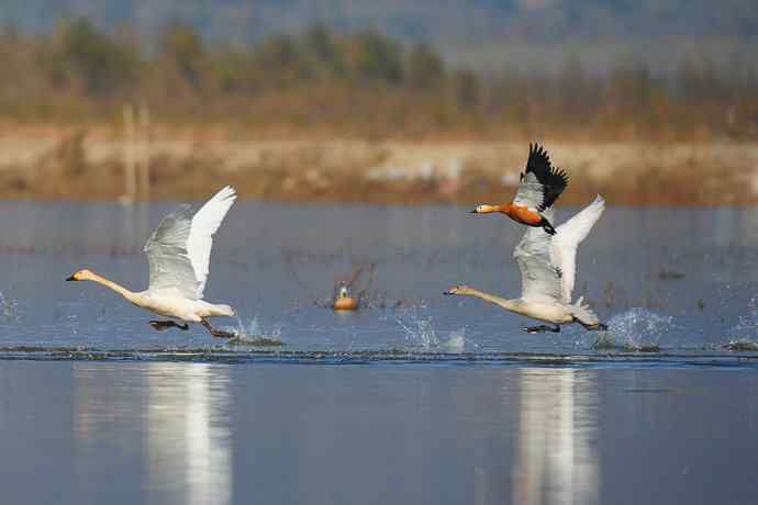 美丽的野鸭湖 美丽的野鸭湖