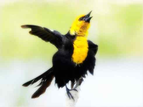 家禽驯化之源之三十二 家禽驯化之源之三十二