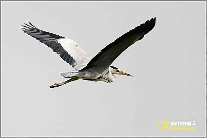 棕腹啄木鸟和其他【照片】