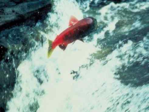 自然奇观:动物大迁徙(大马哈鱼)