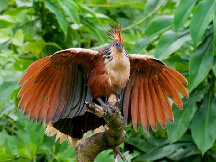 犬科：薮犬亚科薮犬属之薮犬