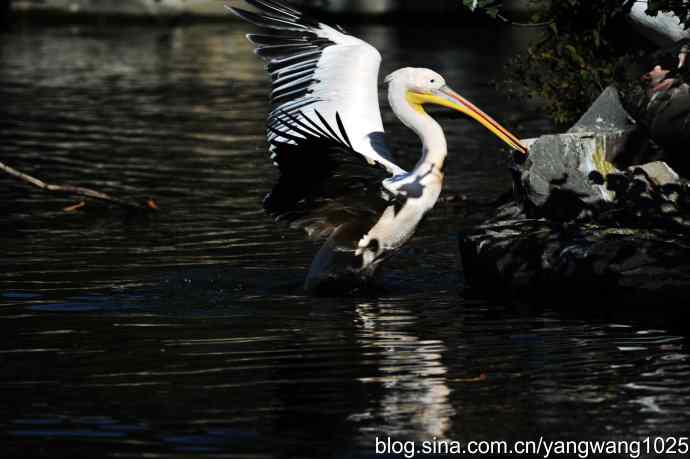鹈鹕(大白)近况 鹈鹕(大白)近况