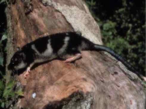 动物世界：山寨还是原创之十一