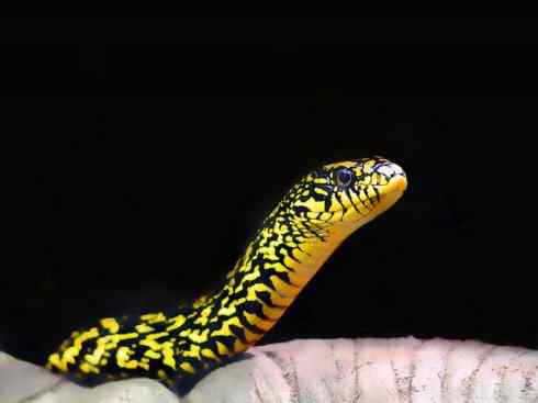 龙：传说的兽原型探秘（游蛇类）