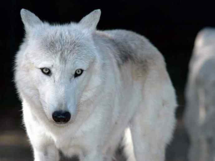 犬科：犬亚科犬属之灰狼