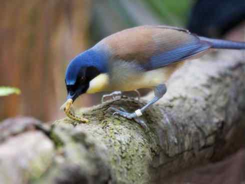 美丽无罪：雀鸟之噪鹛