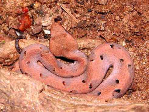 龙:传说的兽原型探秘(蝮蛇类) 龙:传说的兽原型探秘(蝮蛇类)