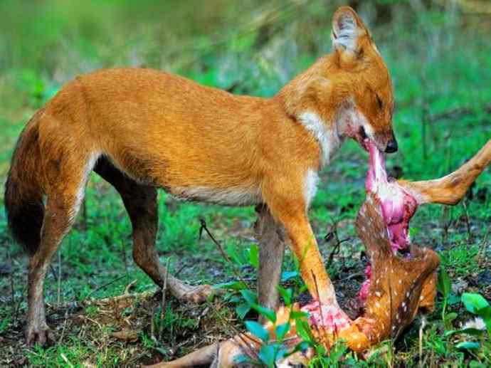 犬科：薮犬亚科豺属之豺