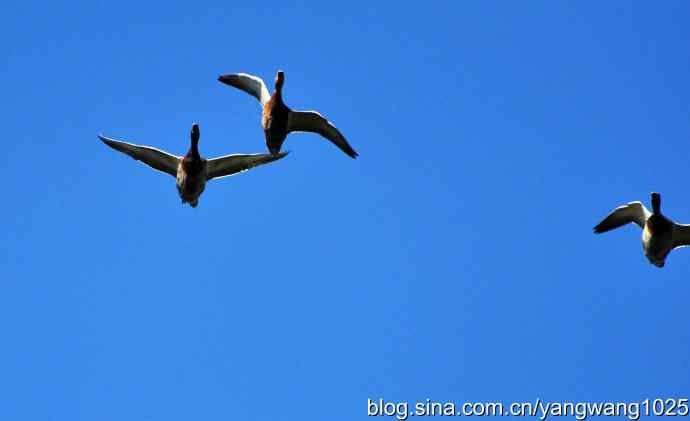 飞 wbr（雁） wbr1