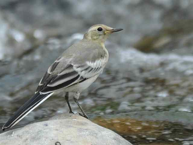 蒲洼围剿蓝矶鸫