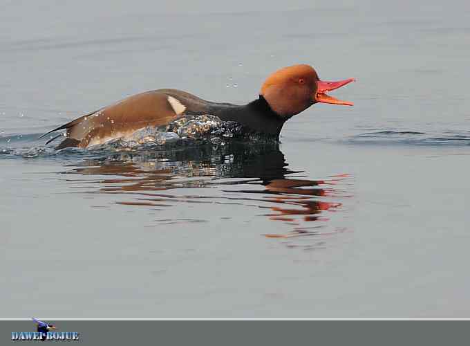 赤嘴潜鸭：冬天の靓色