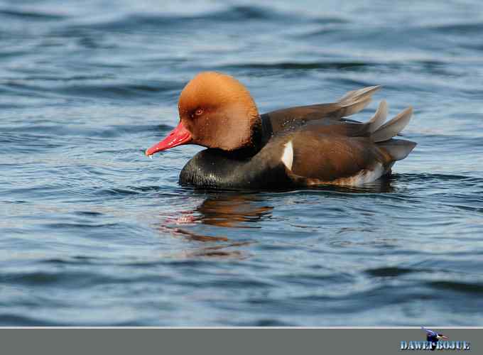 赤嘴潜鸭：冬天の靓色