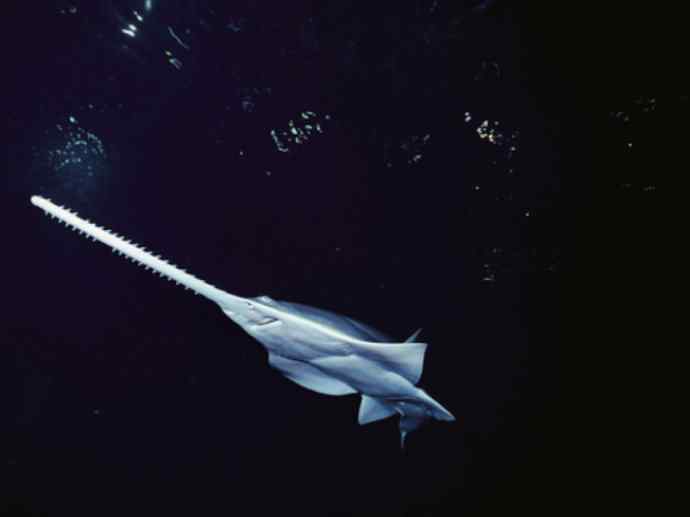 鱼类活化石：锯鳐