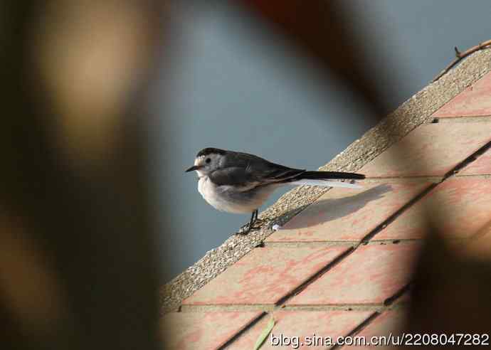 151.圣诞节送上12月份拍新鸟