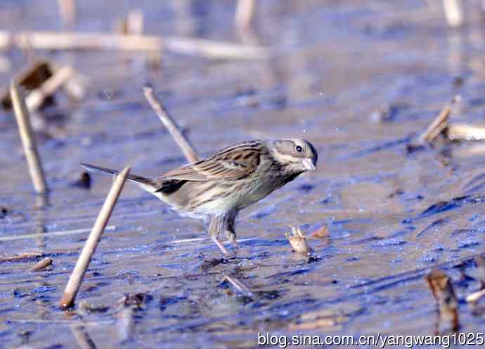 雌性灰头鹀（4）