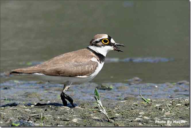  点击图片或使用键盘← →翻页