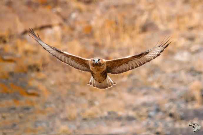有背景的大鵟飞版