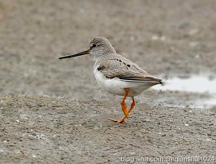 来去匆匆翘嘴鹬 来去匆匆翘嘴鹬