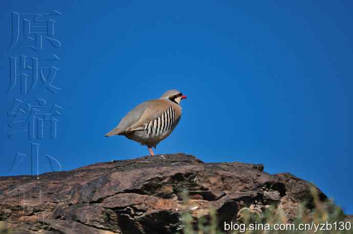 搂草打兔子（组图，15张图片）
