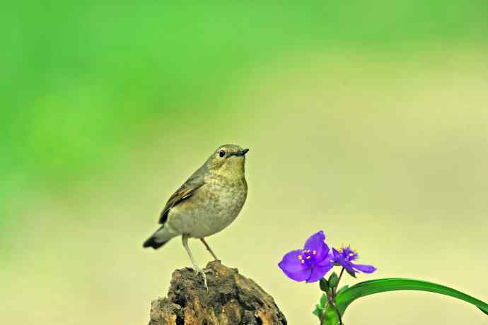 雌性蓝歌鸲与紫露草(1) 雌性蓝歌鸲与紫露草(1)