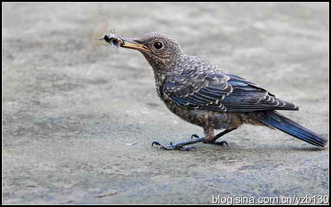 金海湖的鸟（3）鈥斺斃俄娥矗ㄗ橥迹