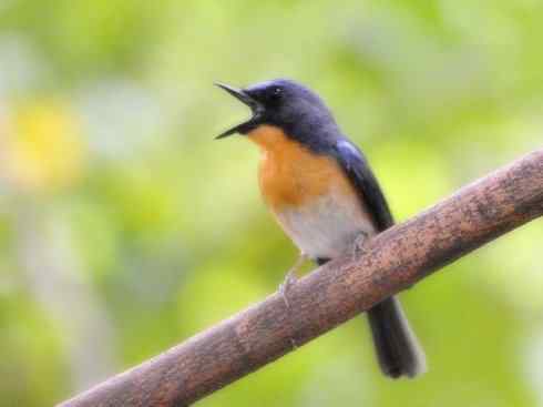 美丽无罪：雀鸟之仙鹟