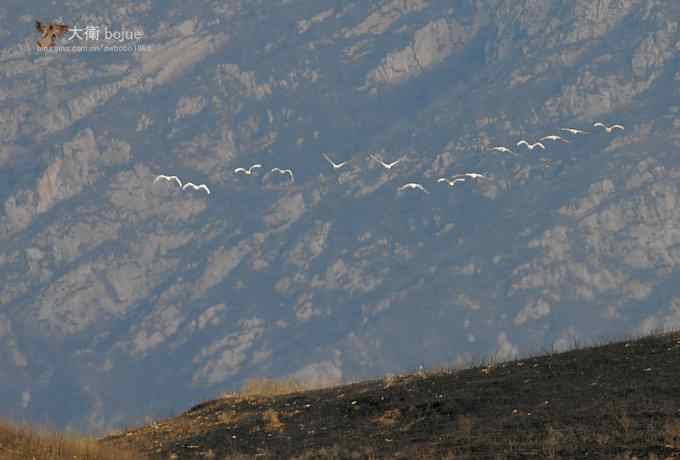 寻大鸨 wbr三百里加急走密城 寻大鸨 wbr三百里加急走密城