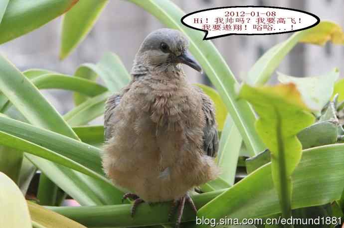 珠颈斑鸠育儿记