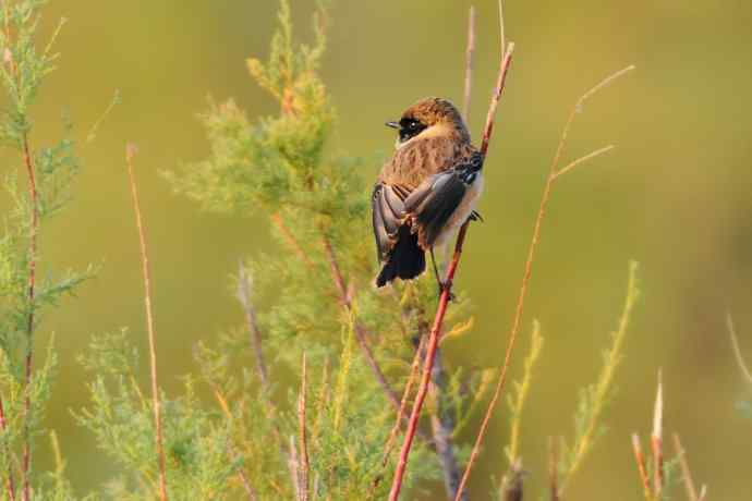 阿穆尔隼：野鸭湖黎明观猛*