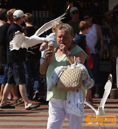 [组图]海鸥爱吃冰淇淋