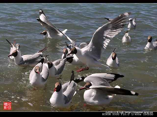 青海湖鸟岛上的棕头鸥（10p）