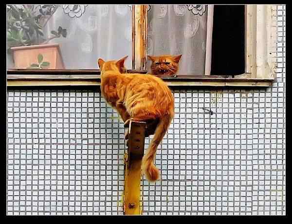 动物世界图片(上)