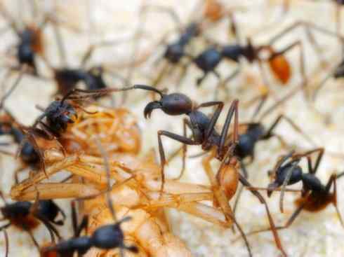 十大喜食蜂蜜动物：法老蚁