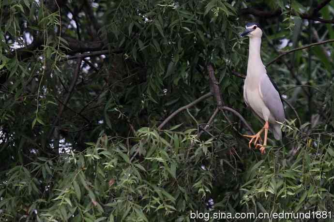 杭州西溪湿地拍菜鸟