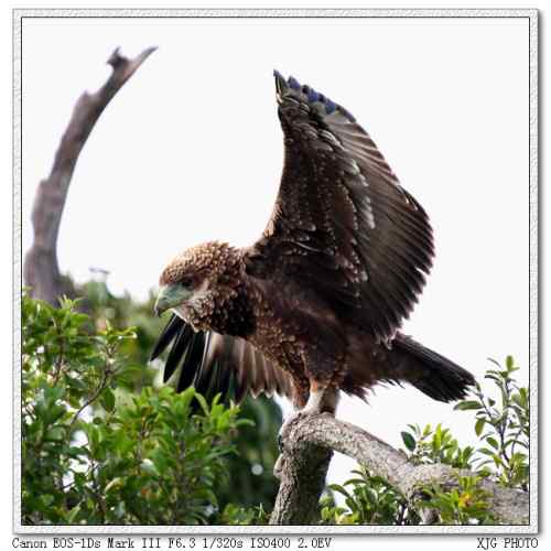 吃蛇的猛禽蛇雕——短尾雕 吃蛇的猛禽蛇雕——短尾雕