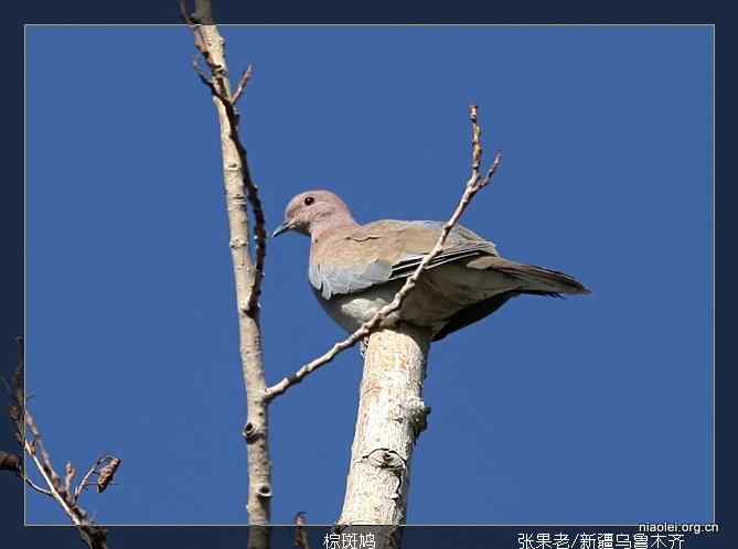 [百图]新疆鸟类(124p)