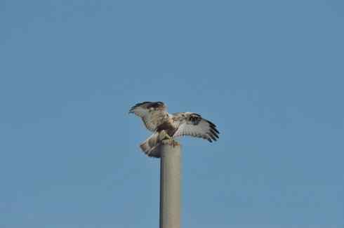 [组图]大庆红旗水库的毛脚鵟